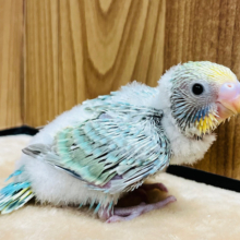 わた毛マフラー🧣セキセイインコ(パステルカラーレインボー) ヒナ
