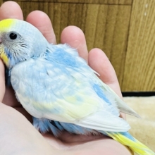 夏らしい🌴涼しげカラー‪☆セキセイインコ(イエローフェイスパステルレインボー) ヒナ