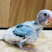 カメラ目線なら任せてね‪☆セキセイインコ(パイド) ヒナ