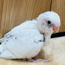 2度見しちゃう色白さ✨セキセイインコ(ハルクイン) ヒナ