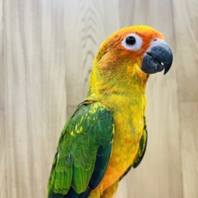【最新画像更新🪄】たくさん食べて大きくなろうね！！コガネメキシコインコ ヒナ