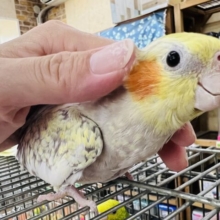 360度路線変更⁈♡ぎっしり詰まったシナモンパールパイドのオカメインコ！