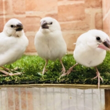 仲良く元気な文鳥兄妹　R５　５／６撮影