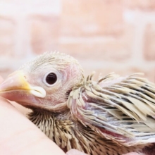 お探しの方いらっしゃいますか？　シナモン文鳥　R５　５／９撮影