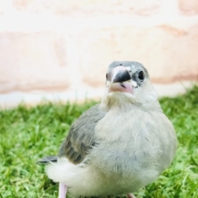 季節はすぎましたが定番カラーです　桜文鳥　R５　５／９撮影