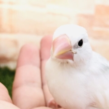 大好評の文ちゃん　白文鳥　R５　５／９撮影