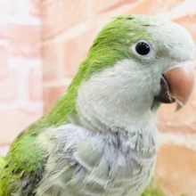 おしゃべり上手になりました！　しゃべるかな～？　オキナインコ　グリーン　９／２２撮影