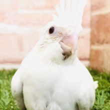 ピュアな真っ白ボディ　オカメインコ　ピュアホワイト　R５　５／２４撮影