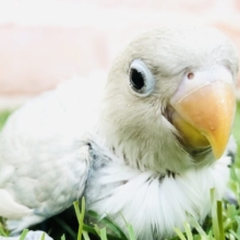 人気の天使がやってきました　ボタンインコ　R５　５／１７撮影