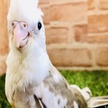 人気のWFカラー　オカメインコ　R５　５／２７撮影