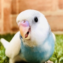 オンリーワンなセキセイちゃん　セキセイインコ　R５　５／２７撮影