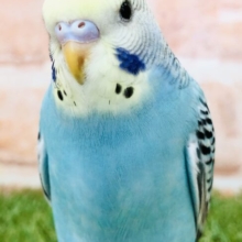 魅惑のレインボー　セキセイインコ　　R５　５／３１撮影