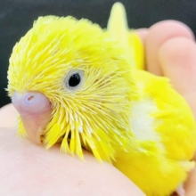 まっ黄色さん？・・・　セキセイインコ　　R５　５／３１撮影
