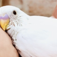 純白のセキセイがやってきました　セキセイインコ　R５　５／３１撮影