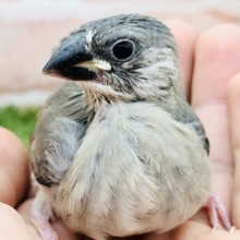定番桜さーん　桜文鳥　Ｒ５　５／２４撮影