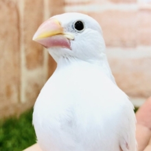 白ですよ～　白文鳥　R５　５／２４撮影