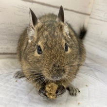 最新画像あり！　やっぱり元気！デグーアグーチの、男の子入荷です。