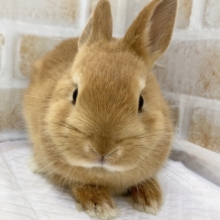 最新画像！ネザーランドドワーフ（オレンジ）　オレンジ濃いめのかわいい子です！