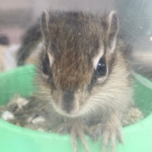 シマリス　ベビーが再びやって来ました！