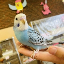 最新画像🌟明るいスカイブルーが最高❢❢💠手乗りセキセイインコ(オパーリン)
