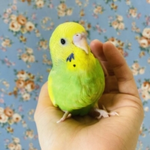 最新画像🌟手のひらすっぽり❤︎手乗りセキセイインコ(グリーンオパーリンパイド)