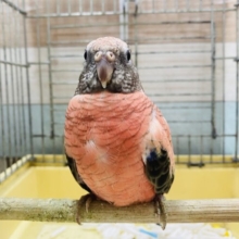 最新画像あります☆ヒナ餌卒業のロゼちゃんです♪アキクサインコのローズ！
