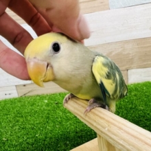 毎日が成長☆コザクラインコの(ブルーチェリーパイド)入荷しました❤
