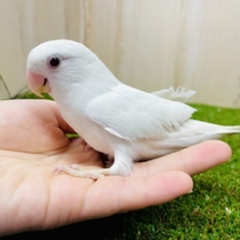 最新画像になりますよ⭐️🤍ピュア天使🤍降臨！！　コザクラインコ　アルビノ　①