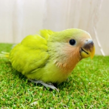 最新画像になりますよ⭐️探究心pop pop❣️ コザクラインコ　シナモン