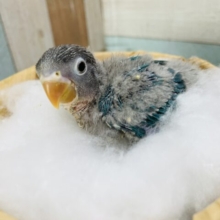 夏といえばブルーでしょ！！ボタンインコのブルー！