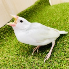 さし餌2回！最新画像になりますよ⭐️将来はぷっくりオモチの文鳥さんだいっ⭐️ 白文鳥