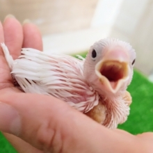 真っ白な純白❤白文鳥のヒナ入荷しました❤