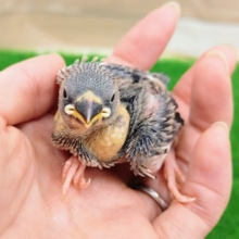 そろそろシーズン終わりかな？？桜文鳥のヒナ入荷しました❤