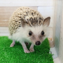 馴れてます❤ハリネズミくん(ノーマル)入荷しました❤