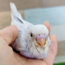 レアカラー❤セキセイインコのヒナ(ライラック)入荷しました❤