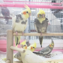 オカメインコフェア！🎉　開催中～🐥