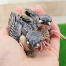 そろそろシーズン終了？桜文鳥のヒナ入荷しました❤