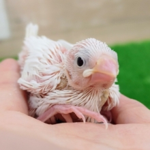 つるつる❤白文鳥のヒナ入荷しました❤