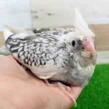 安定の人気ぶり❤オカメインコ(ホワイトフェイスパールパイド)のヒナ入荷しました❤