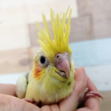 パール模様が綺麗✨オカメインコ(シナモンパールパイド)のヒナ入荷しました❤