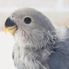 ほれぼれカラーさん～💙　コザクラインコ(ブルーチェリー)