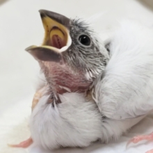 最新画像あり！　ギンギラギン～✨　シルバー文鳥