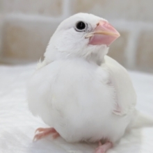 最新画像あり！　この白、たまらない～🤍　白文鳥