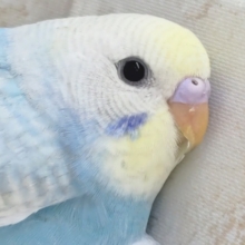 鮮やかパステル～🌈　セキセイインコ(パステルレインボー)