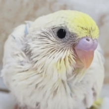一味違うレインボ～💛　セキセイインコ(パステルレインボーパイド)