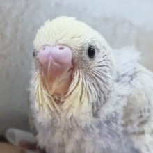 たまらんカラー✨　セキセイインコ(ブルースパングルパイド)