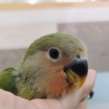 コザクラインコのヒナ(ノーマル)入荷しました❤