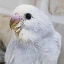 この美しさ、たまらない～✨　セキセイインコ(ブルースパングル)