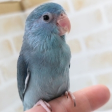 最新画像あり！　ちょこんとかわいい～🐣　マメルリハインコ(ブルー)
