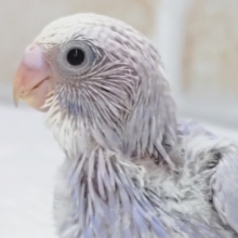 少し濃いめのライラック～👊 セキセイインコ(ライラック)